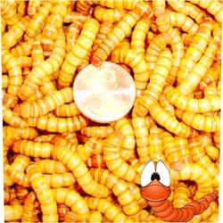 BASSETT'S CRICKET RANCH 1000ct Live Giant Mealworms Pet Food and Fishing