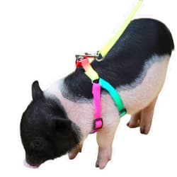 Cacovedo Mini Pig Adjustable Harness Leash for Hog Piggy and Other Small Animals -Ferret, Rabbit, Dog, Cat