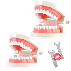 THINKPRICE 2 Pack Standard Teeth Model Adult Standard Typodont Demonstration Denture Model for Kids Dental Teaching, Clean Display, Education, Study (No Wisdom Teeth)(with 2 Fixed Wrench)