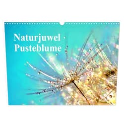 CALVENDO Naturjuwel Pusteblume (Wandkalender 2025 DIN A3 quer), CALVENDO Monatskalender [Calendar] Julia Delgado
