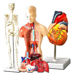 ES EVVIVA SCIENCES Evviva Sciences Human Heart, Torso, and Skeleton Models - Hands-On 3D Model Study Tools for Anatomy and Physiology Students with Anatomical Guide Booklet, Learning + Educational Kit