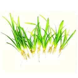 PLANTEREST 10 x Dwarf Sagittaria Subulata Pusillus Clump Freshwater Live Aquarium Plant BUY2GET1FREE