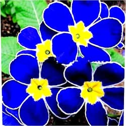 QAUZUY GARDEN 100 Rare Blue Common Evening Primrose Seeds Exotic Ornamental Plant Bonsai Garden Decor Low-Maintenance Attract Pollinators