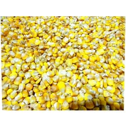 Quality Organic Henry Moore Yellow Corn | Heirloom Open Pollinated Yellow Dent Corn kernels | 15 lbs. | Farmer Direct (Organic)