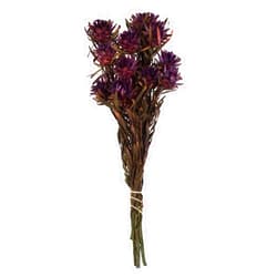 Vickerman Violet Plumosum Flower 20