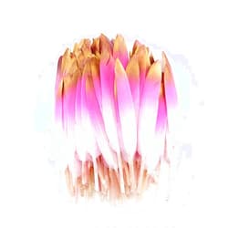 Sowder 50pcs Colorful Gold Goose Feathers 4-6inch(10-15cm) for Art Craft Party Decoration Clothing Accessories Duck Feather(Fuchsia&Gold)