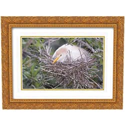 ArtDirect Morris, Arthur 18x15 Gold Ornate Framed and Double Matted Museum Art Print Titled FL Cattle egret on nest