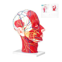VEVOR Human Half Head Superficial Neurovascular Model with Musculature, 1:1 Life Size Anatomical Head Neck Model Skull and Brain for Professional Teaching Learning, Kids Learning Education Display