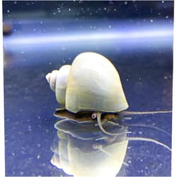 Shore Aquatic Generic Blue Mystery Snails x3 (Pomacea Bridgesii) Live Freshwater Snail - Plants