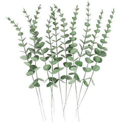 Heqxwl Real Dried Eucalyptus for Decorations - 10 Pcs 17