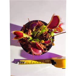 JoelsCarnivorousPlants B52 Giant Venus Flytrap - Fly Trap - (Dionaea Muscipula) Carnivorous Plant 3.75 inch Pot