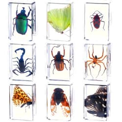Beeveer 9 Pcs Insect in Resin Specimen Bugs Collection Paperweights Arachnid Butterfly Bug Toys Educational Science Classroom Specimens Display Supplies, 9 Styles