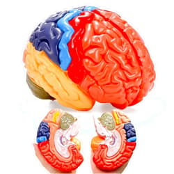 ZENFUN Life-Size Human Brain Anatomical Model, Color-Coded Partitioned Brain, 2 Parts, Anatomically Accurate Brain Model for Science Classroom Study Display Teaching Medical Model