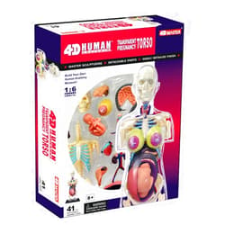 TEDCO Famemaster 4D-Vision Transparent Pregnancy Torso Anatomy Model Multi-colored, 10
