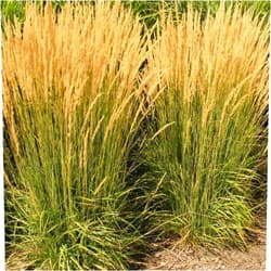 Stargazer Perennials Feather Reed Grass Karl Foerster Calamagrostis 4 Inch Container | Ornamental Grass Drought Tolerant