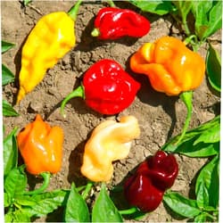 Mountain Valley Seed Company Caribbean Blend Hot Pepper Seeds - 300 Mg Packet ~50 Seeds - Non-GMO - Vegetable Garden - Capsicum annuum