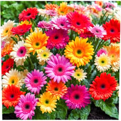Seeds Of Strength 100Pcs Mixed Color Gerbera Daisy Seeds Perennial Plant