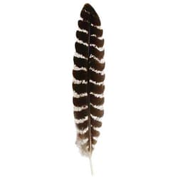 AzureGreen Grade A Barred Turkey Smudging Feather (no stains, cuts, pieces missing)