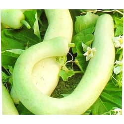 Hirt's Gardens Hercules War Club 15 Seeds/Cucuzzi/Gourd/Squash-Veggie