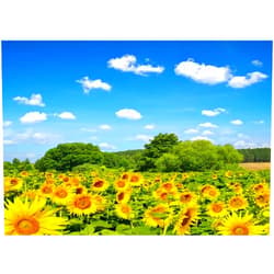 BELECO Sunflowers Photo Backdrop 5x3ft Fabric Yellow Flowers Field Green Trees Blue Sky Nature Background Birthday Wedding Photography Props Newborn Girls Family Portrait Photo Shoot Background