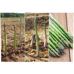 Nianyan 5 Asparagus Crown,Jersey Knight 2 Year Roots,Large,green spears tipped,Vegetable