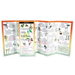 Steve Brill Common Edible Wild Plants of the Northeast (Foldingguides(tm))