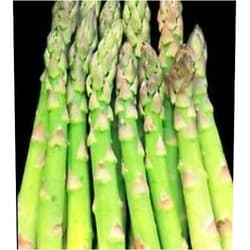Nianyan Jersey Knight Asparagus 2 Year Old Plants Bare Root Crowns All Male 25 Count
