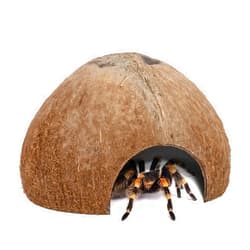 Niteangel 2 Pack Natural Coconut Reptile Hideouts, Lizard, Spider and Aquarium Fish Hide Cave (Natural Surface)
