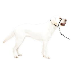 PetSafe Gentle Leader No-Pull Head Collar for Dogs, Dog Head Collar - The Ultimate Solution to Pulling, Padded Nose Loop, Quick-Snap Neck Strap, Dog Halter, Large - Black