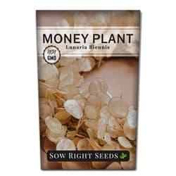 Sow Right Seeds - Money Plant Seeds - Honesty or Silver Coin Plant - Non-GMO Heirloom Seeds - Indoor or Outdoor - Full Instructions for Planting and Growing a Flower Garden - Great Gardening Gift (1)