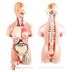 Parco Scientific PB00161 55cm 21-Part Dual-Sex Human Torso W/Open Back |Open Back Exposes Muscular Layers, Vertebral Volume, Nerve Branches