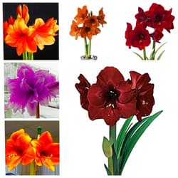 KEFGIWE Garden (Amaryllis for Planting) Amaryllis for Sale Fall or Spring Indoor or Outdoor Surprise to Grow Rare Simple to Grow Pots to Grow-2 Bulb-e