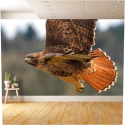 AceChic PVC Wallpaper red Tailed Hawk Flying Close up Bright Tail Feathers Pacific Northwest Peel and Stick Removable Wall Paper for Living Room Bedroom Wall Decor Self Adhesive Wall Mural Sticker Home Decor