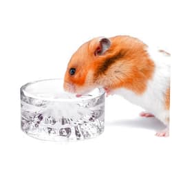 Niteangel Hamster Feeding & Water Bowls- Mount Fuji Series Glass Drinking Bowls for Dwarf Syrian Hamsters Gerbils Mice Rats or Other Similar-Sized Small Pets