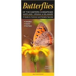 Arlene Ripley Butterflies of the Eastern Chesapeake: Maryland, Virginia & Delaware: A Guide to Common & Notable Species (Quick Reference Guides)