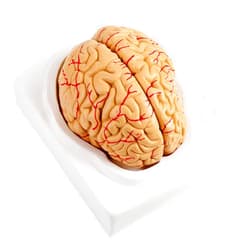 PXXEHUAV Human Brain Arteries Model Set for Medical Education 8 Parts Anatomical School Supply Scientific Study