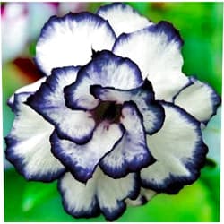 Generic 4 Black White Desert Rose Seeds Adenium Flowers Flower Perennial