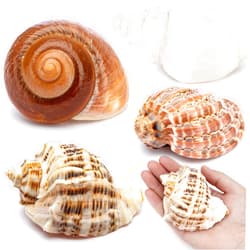 Deauepu® Premium Hermit Crab Shells 4PCS (4 Types) | Good for Large Hermit Crabs | Opening Size: 1.5