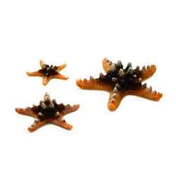 BiOrb 46137.0 Starfish Set 3 Natural Aquariums