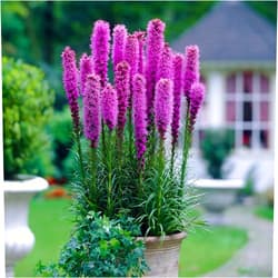 Eden Brothers Gayfeather/Blazing Star Seeds - Packet - Purple Flower Seeds, Heirloom Seed, Open Pollinated Seed Attracts Bees, Attracts Butterflies, Attracts Hummingbirds, Attracts Pollinators, Container Garden