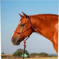 Classic Equine Rope Halter and 9-foot Leadrope, Red-Black