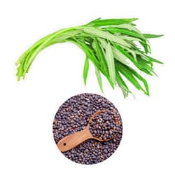 Chickco 600+ Premium Kangkong Seeds - Ong Choy - Rau Muong - Kong Xin CAI Seeds | High 97% Germination | Non-GMO | Vegetable Seeds for Planting | Made in USA