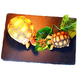 Tfwadmx Reptile Basking Platform Large Tortoise Feeding Bathing Area Turtle Original Rock Plate Grinding Nails Resting Terrace Habitat Decor for Amphibian Reptile Bearded Dragon Chameleon Snake
