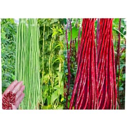 BULBORIUM 30PCS Green/Red Yard Long Bean Seeds Asian Noodle Asparagus Bean Seeds Non-GMO Heirloom