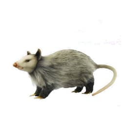 HANSA Opossum 12