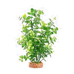 Fluval Aqualife Green Bacopa Plant, Plastic Aquarium Plant Decoration 8 in