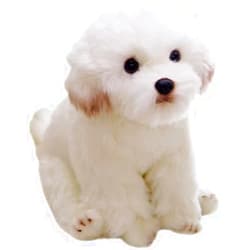 Mifebshe Realistic Plush Maltese Dog, Bichon Frise Dog Malta Puppy Plush Toy Dog Stuffed Dolls,for Boys Girls Children Birthday Present 28cm
