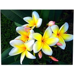 Bluestargarden168 Plumeria Cutting ~ Aztec Gold 10