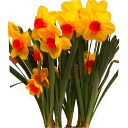 Boekee's Nursery 25 Quality Daffodil Bulbs - Monal (Lemon Yellow with Orange Heart) - Freshly Imported from Holland