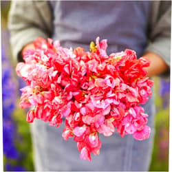 Eden Brothers Sweet Pea Seeds - Prince of Orange Mix Non-GMO Seeds for Planting, Packet | Low-Maintenance Flower Seeds, Plant During Warm Season, Zones 3, 4, 5, 6, 7, 8, 9